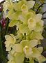 Tinonee-orchids-II 008